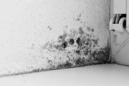 Damp, Mould & Condensation image